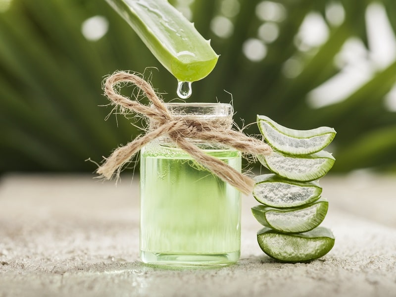  aloe vera for dandruff plate full of delight