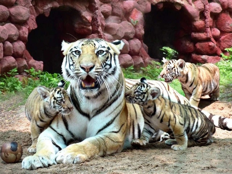 Nehru Zoological Park Hyderabad