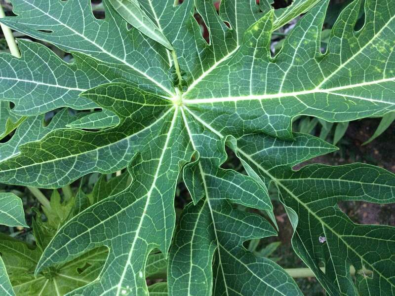 Effective Home Remedies for Dengue Fever: Natural Recovery Tips