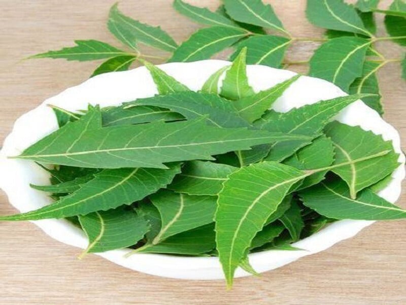 Effective Home Remedies for Dengue Fever: Natural Recovery Tips