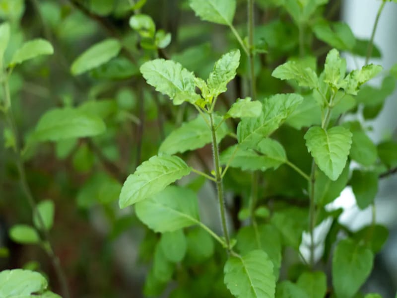 Effective Home Remedies for Dengue Fever: Natural Recovery Tips